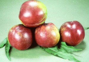 Goldmine Nectarine